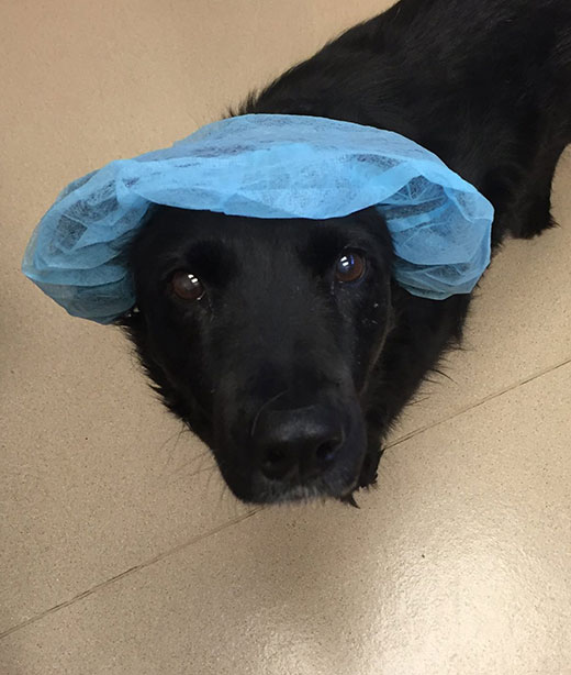 Surgery & Anesthesia Vet in Anchorage Highland Animal Clinic