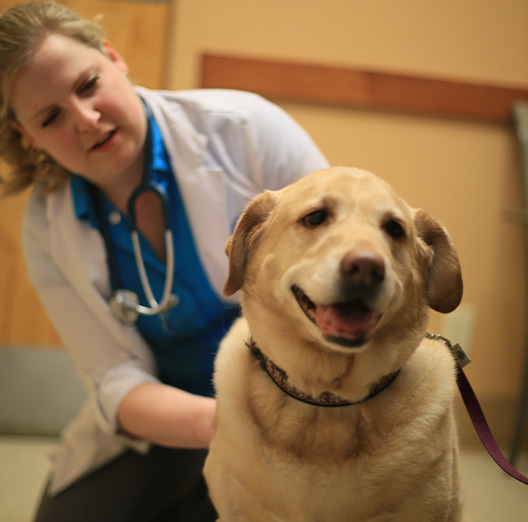 Dental Care Vet in Anchorage Highland Animal Clinic
