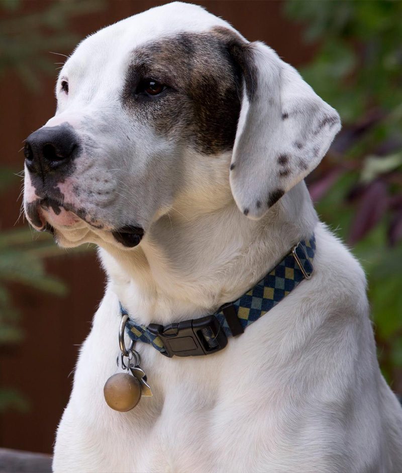 Pharmacy Vet in Anchorage Highland Animal Clinic