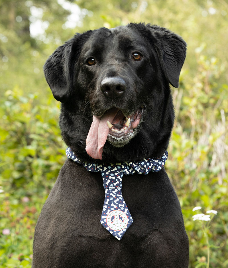 Diagnostics Vet in Anchorage Highland Animal Clinic