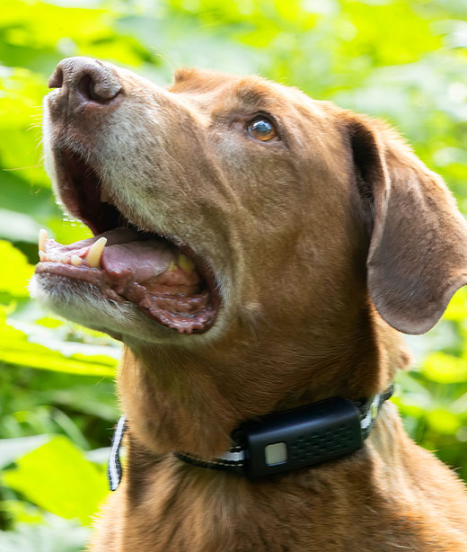 Diagnostics Vet in Anchorage Highland Animal Clinic