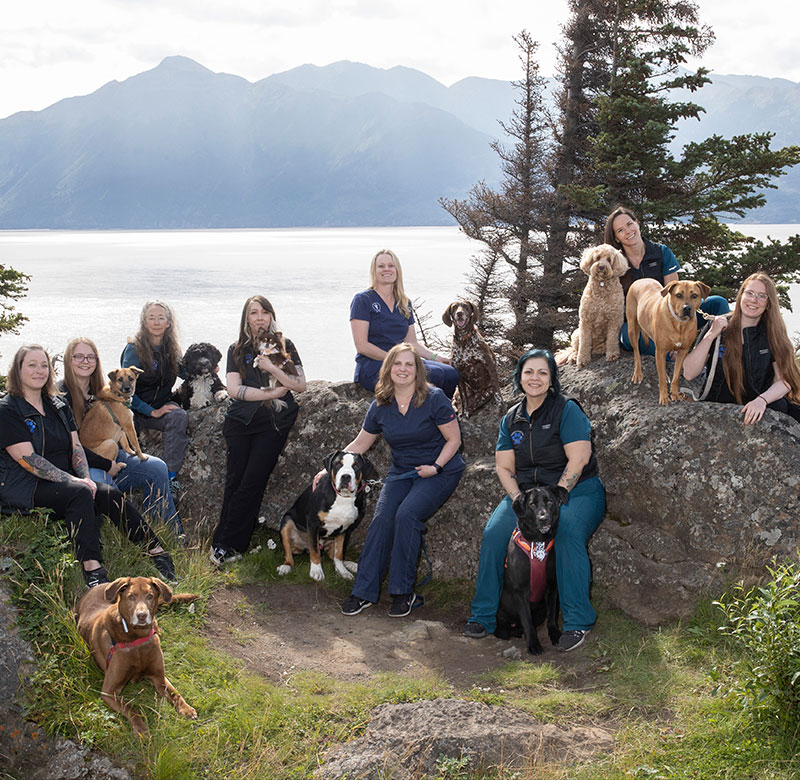 Careers Vet in Anchorage Highland Animal Clinic